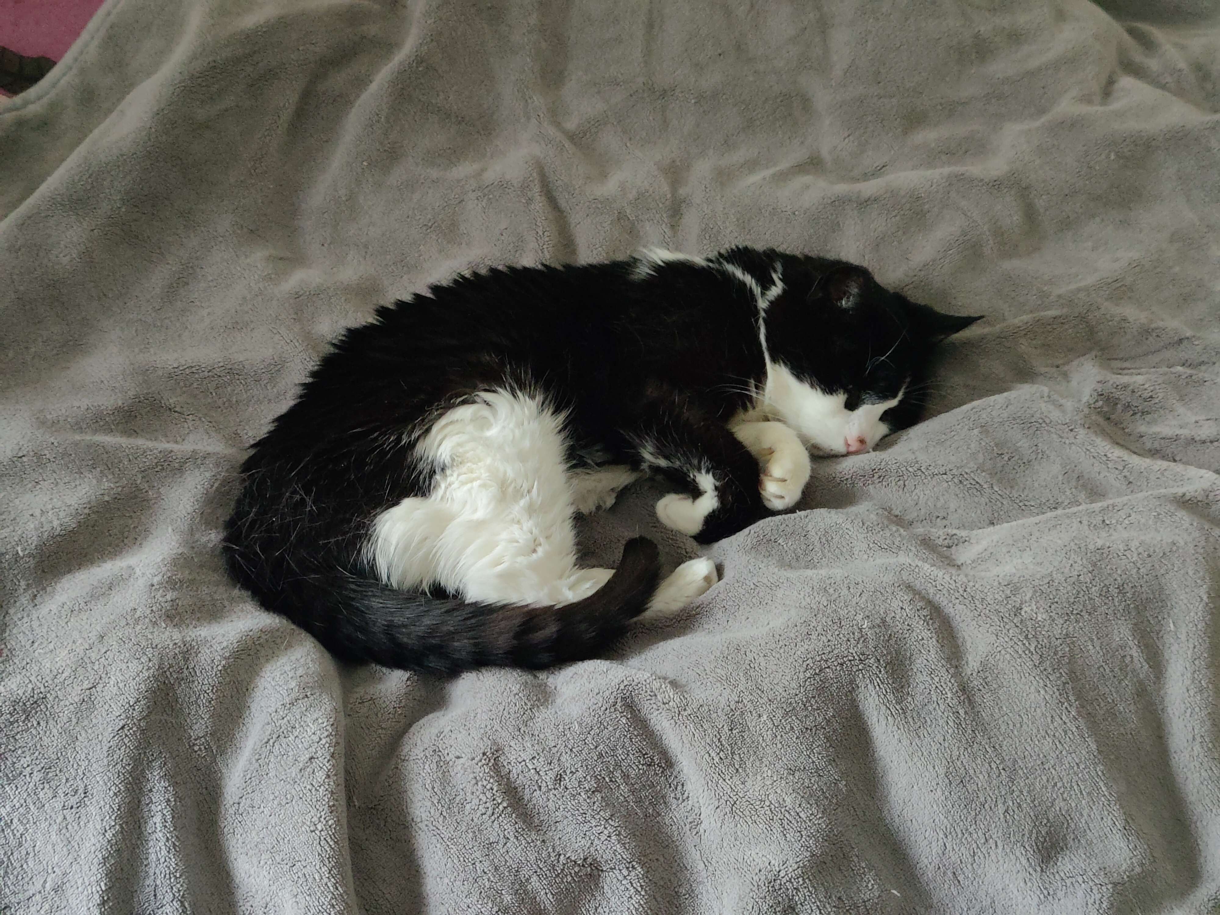 A photo of my cat Pirko half curled into a ball sleeping cutely