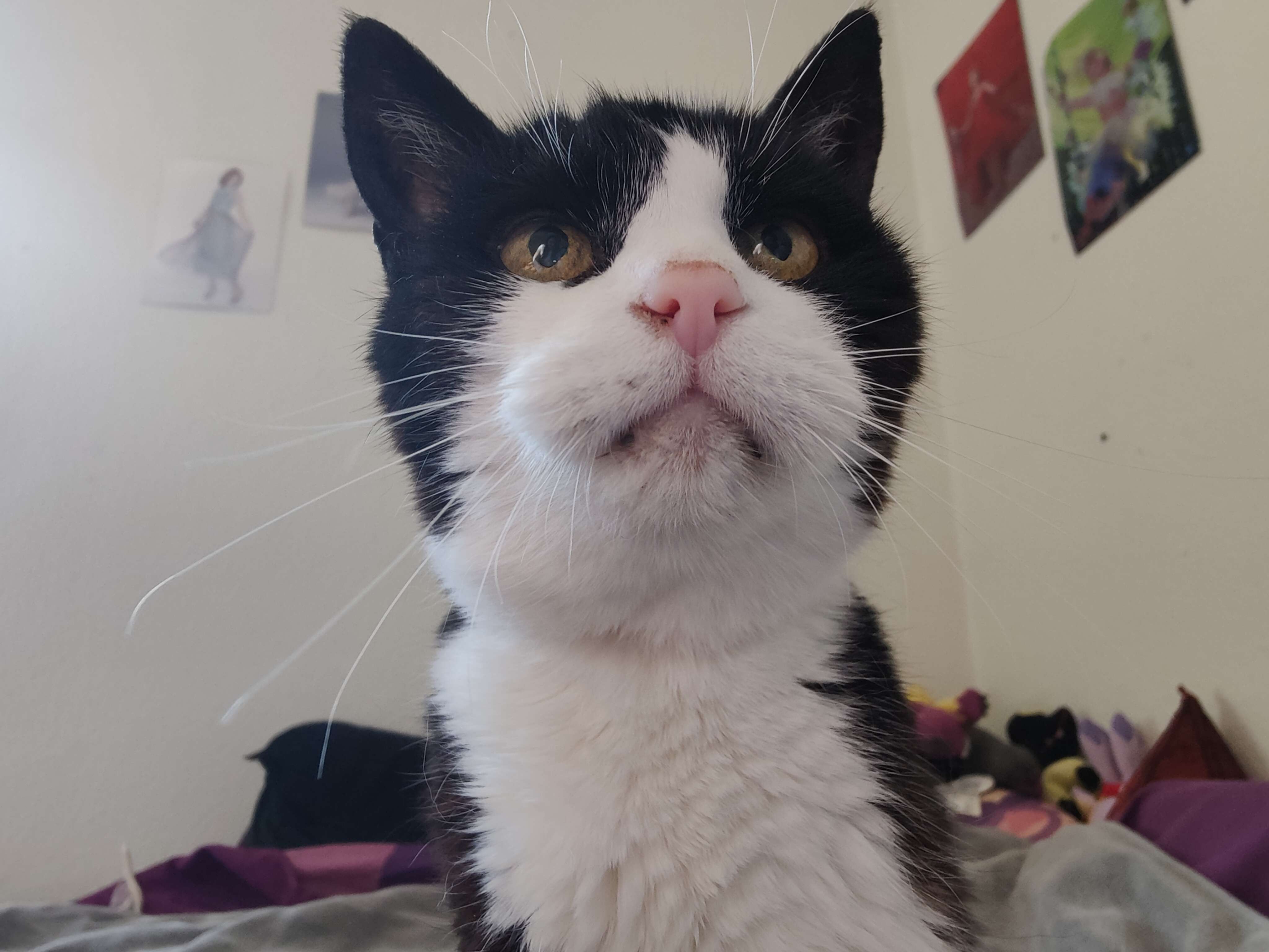 A close-up photo of my cat Pirko from a low perspective, staring perkily upwards.