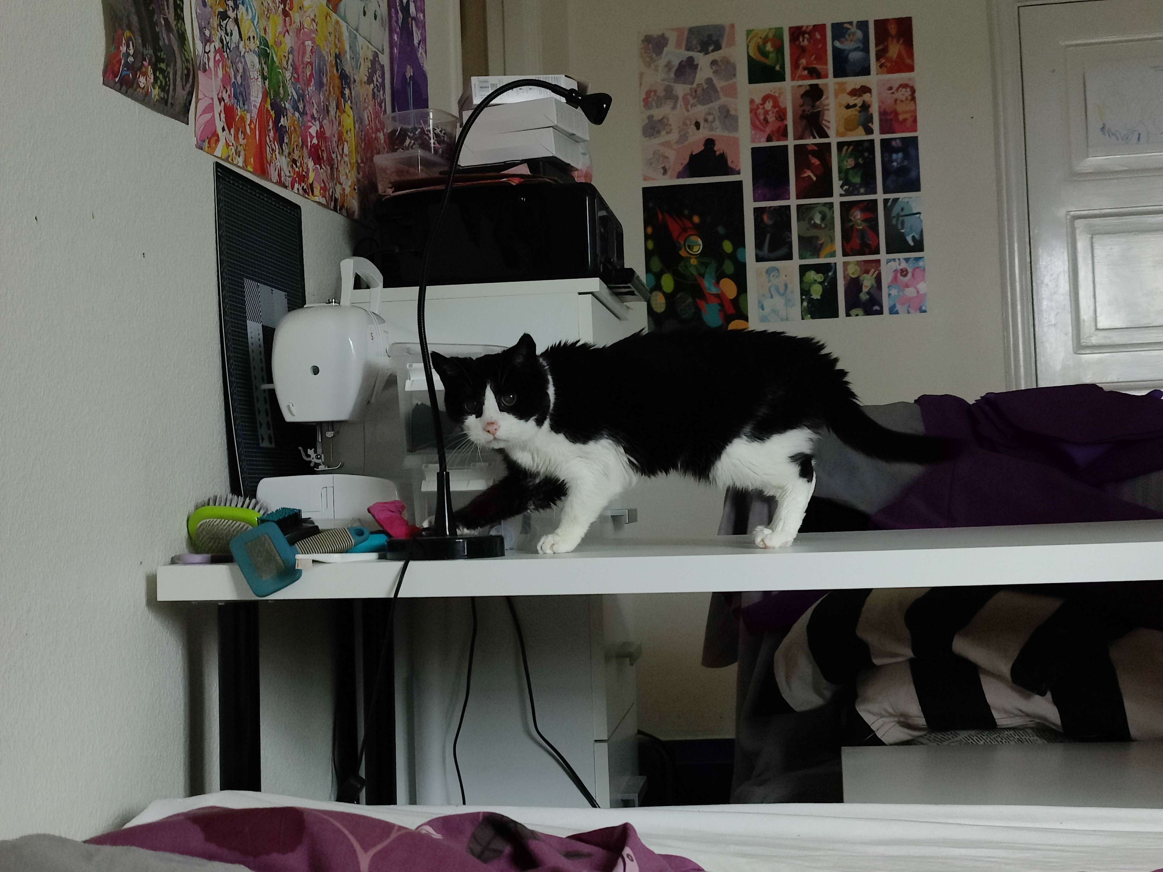 A photo of my cat on my sewing desk, looking towards the camera caught in the middle of trying to knock objects off of the desk with her paw.