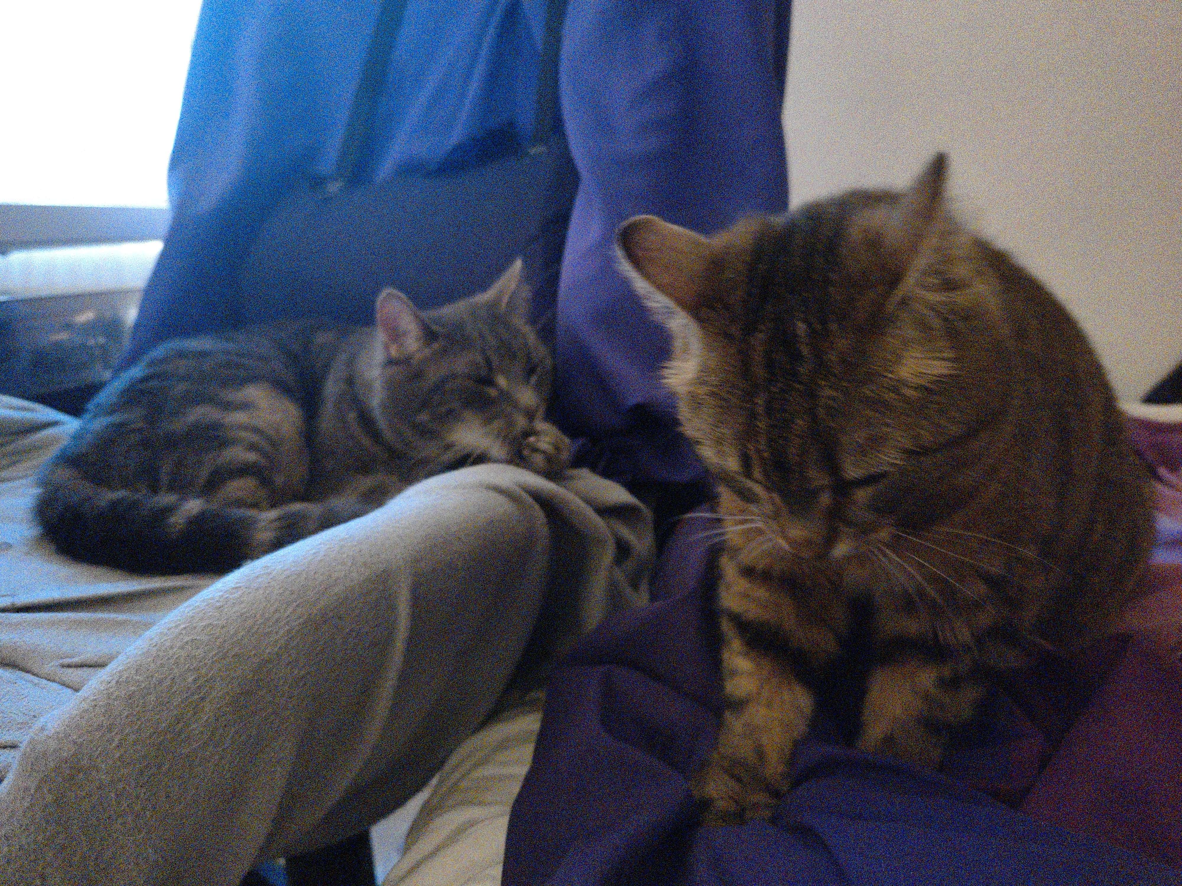 My two cats being sleepy, Gullet lying on my chair washing her paw and Lena sleepily kneading the blanket on my bed next to her.