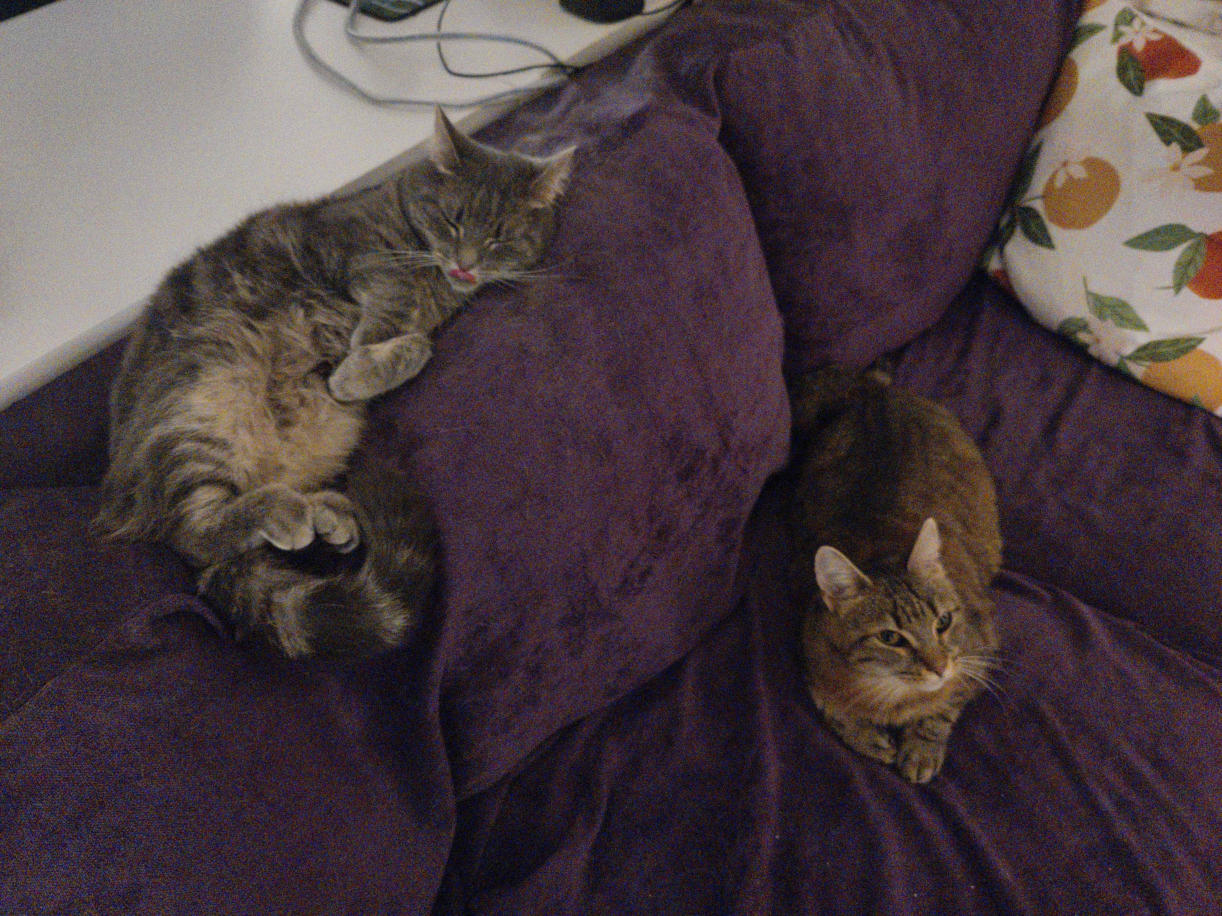 Gullet the cat being sleepy on top of the backrest of my couch, Lena is lying on a couch cushion looking up curiously.